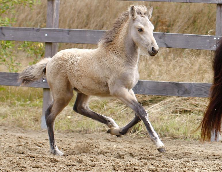 Elrir von Heidmoor d.jpg